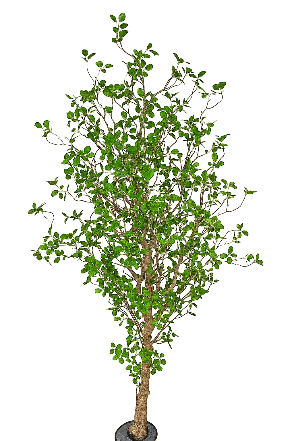 Lilly Pilly 1.7m 
